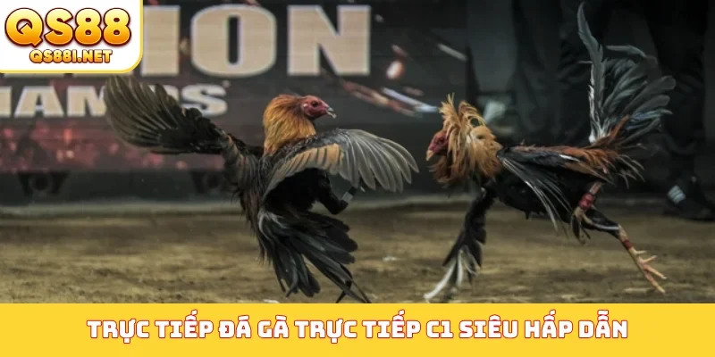 Trực tiếp đá gà trực tiếp C1 siêu hấp dẫn
