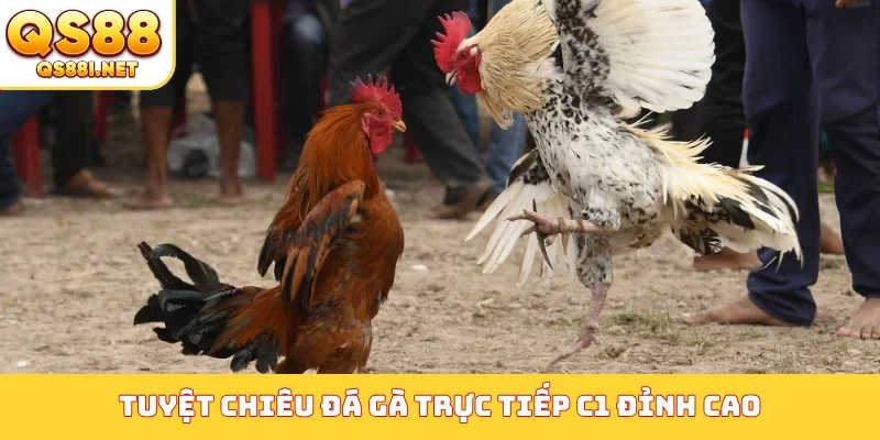 Tuyệt chiêu đá gà trực tiếp C1 đỉnh cao